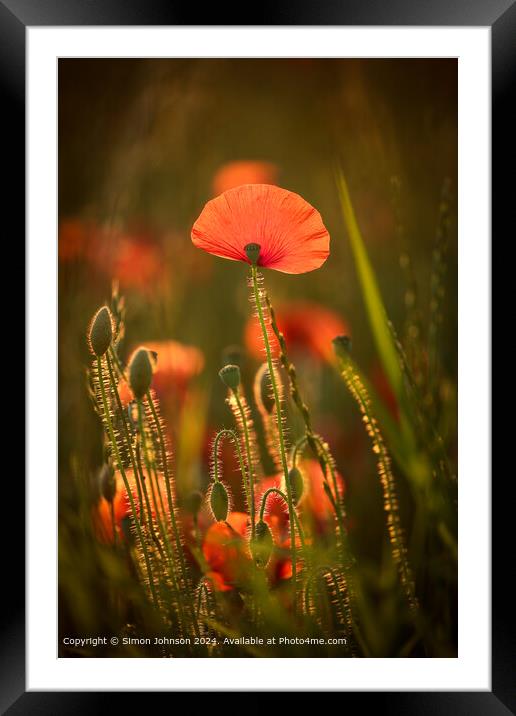 Vibrant Sunlit Poppy Field Framed Mounted Print by Simon Johnson