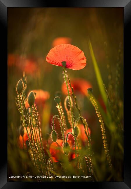 Vibrant Sunlit Poppy Field Framed Print by Simon Johnson