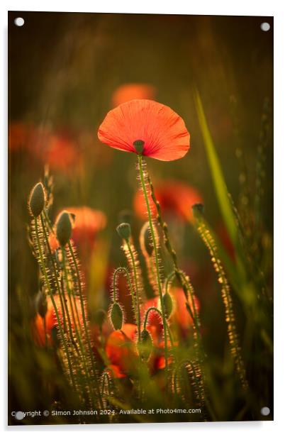 Vibrant Sunlit Poppy Field Acrylic by Simon Johnson