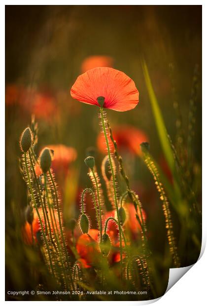 Vibrant Sunlit Poppy Field Print by Simon Johnson