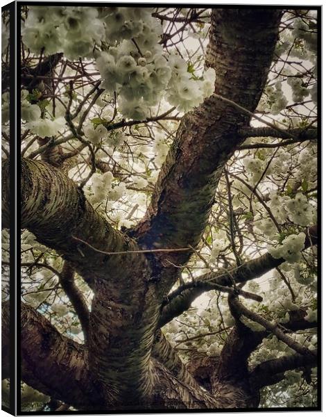 Cherry Blossom Whiteness Tree Canvas Print by Alicia Alonso