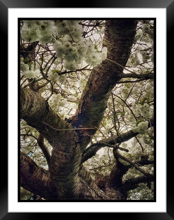 Cherry Blossom Whiteness Tree Framed Mounted Print by Alicia Alonso