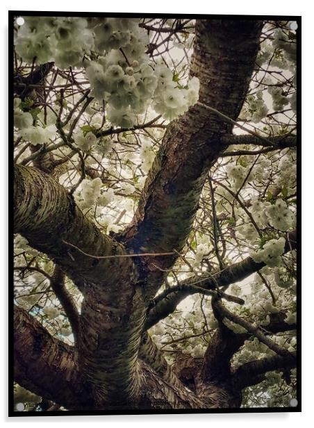 Cherry Blossom Whiteness Tree Acrylic by Alicia Alonso