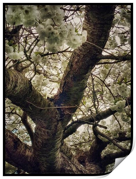 Cherry Blossom Whiteness Tree Print by Alicia Alonso
