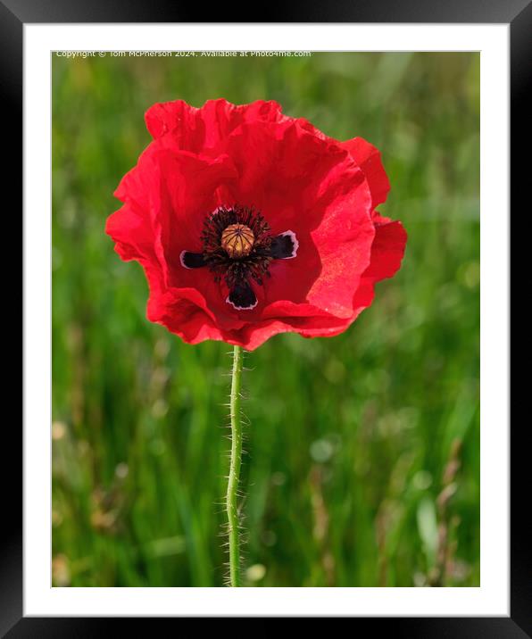 Red Poppy Field Flora Framed Mounted Print by Tom McPherson