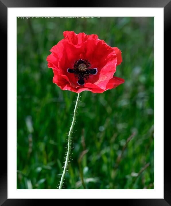 Solitary Poppy Framed Mounted Print by Tom McPherson