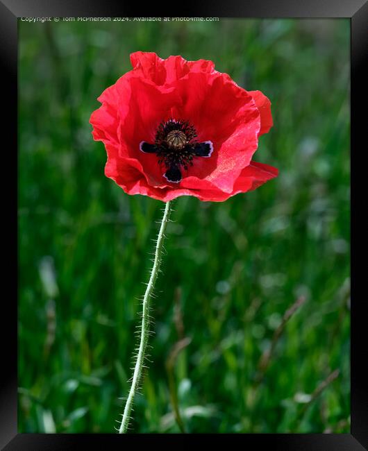 Solitary Poppy Framed Print by Tom McPherson
