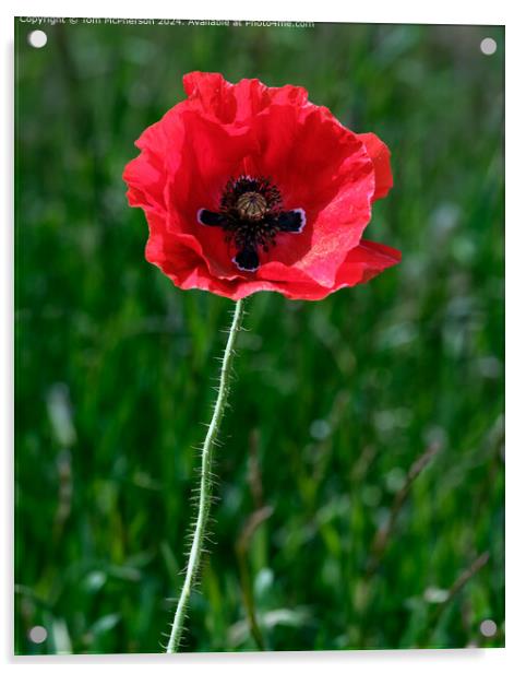 Solitary Poppy Acrylic by Tom McPherson