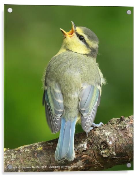 Blue Tit Fledgling Portrait Acrylic by Gemma De Cet