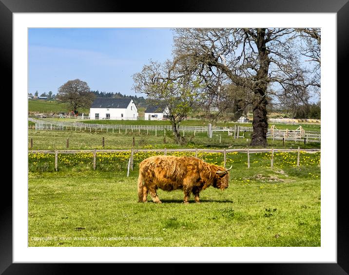 Hairy Coo Framed Mounted Print by Kevin Wailes