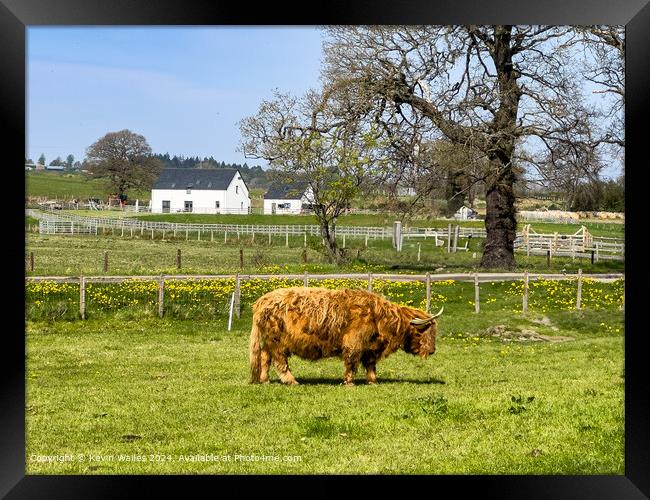 Hairy Coo Framed Print by Kevin Wailes