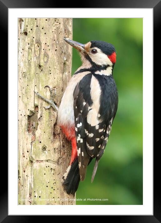 Great Spotted Woodpecker Portrait Framed Mounted Print by Gemma De Cet