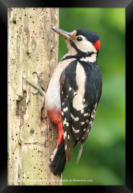 Great Spotted Woodpecker Portrait Framed Print by Gemma De Cet