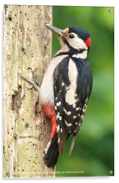 Great Spotted Woodpecker Portrait Acrylic by Gemma De Cet