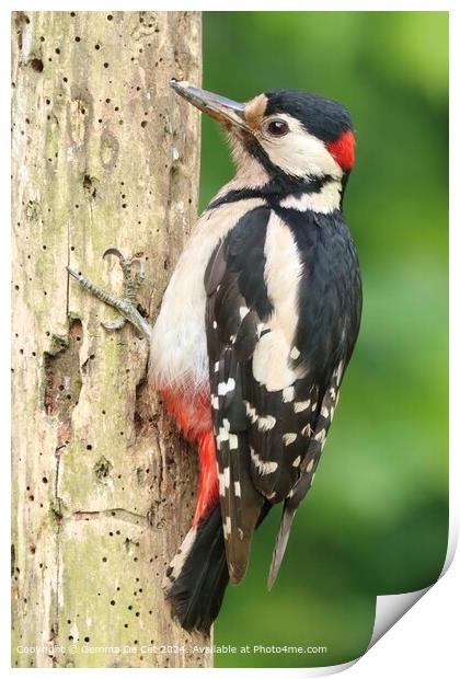 Great Spotted Woodpecker Portrait Print by Gemma De Cet