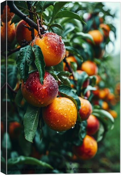 Dew-covered Nectarines, Fresh and Ripe Canvas Print by Mirjana Bogicevic
