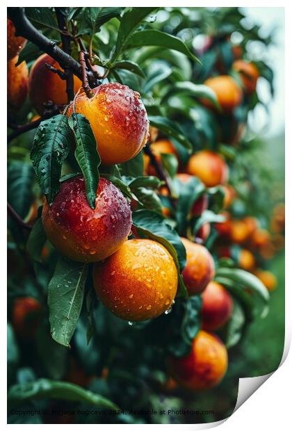 Dew-covered Nectarines, Fresh and Ripe Print by Mirjana Bogicevic