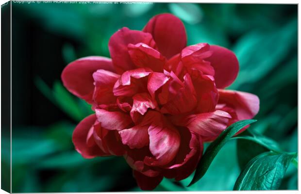red peony rose bloom Canvas Print by Tom McPherson