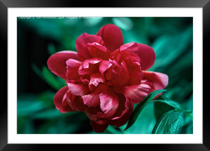 red peony rose bloom Framed Mounted Print by Tom McPherson