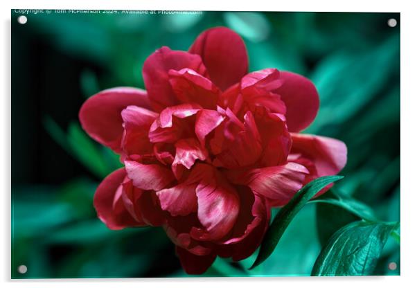 red peony rose bloom Acrylic by Tom McPherson