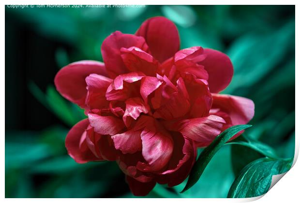 red peony rose bloom Print by Tom McPherson
