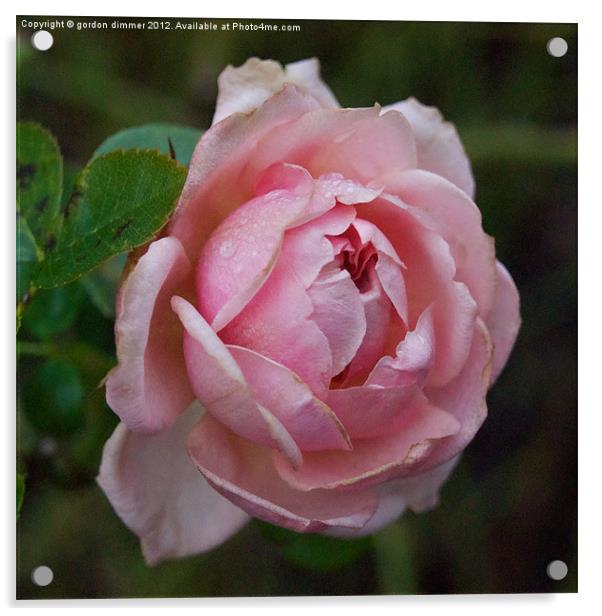 A winter rose in Kew Gardens Acrylic by Gordon Dimmer