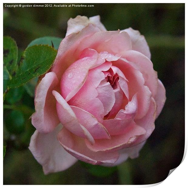 A winter rose in Kew Gardens Print by Gordon Dimmer