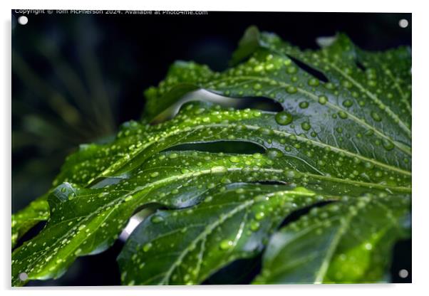 Fatsia Japonica Raindrops  Acrylic by Tom McPherson