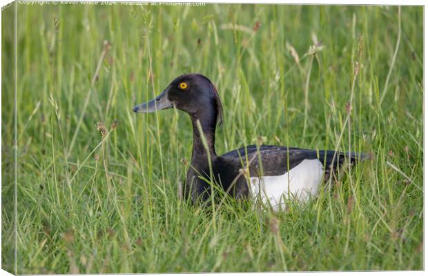 Yellow-eyed Tufted Duck Reflection Canvas Print by Kevin White