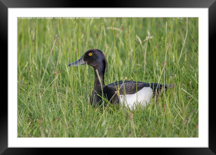Yellow-eyed Tufted Duck Reflection Framed Mounted Print by Kevin White