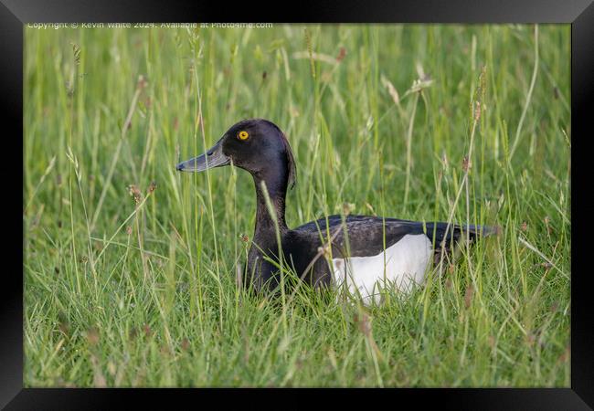 Yellow-eyed Tufted Duck Reflection Framed Print by Kevin White