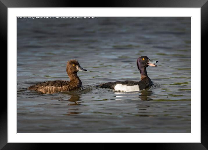 Tufted Duck Pair Wildlife Framed Mounted Print by Kevin White