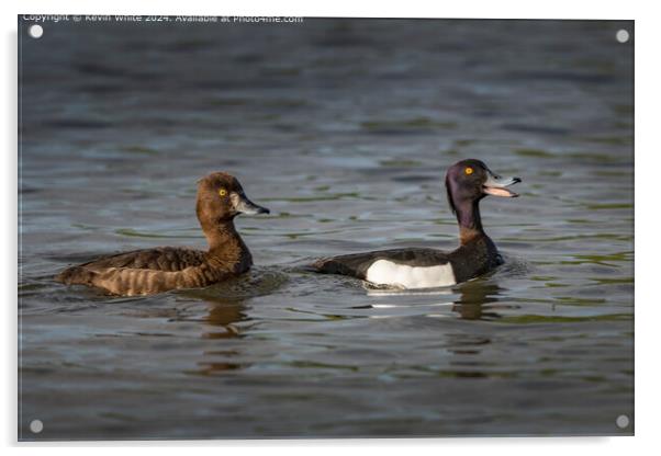 Tufted Duck Pair Wildlife Acrylic by Kevin White