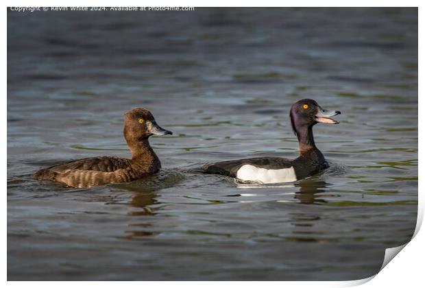 Tufted Duck Pair Wildlife Print by Kevin White