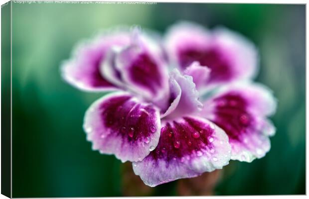 Pink Sweet William Flora Canvas Print by Tom McPherson