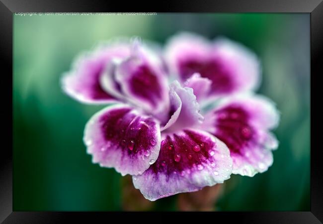 Pink Sweet William Flora Framed Print by Tom McPherson