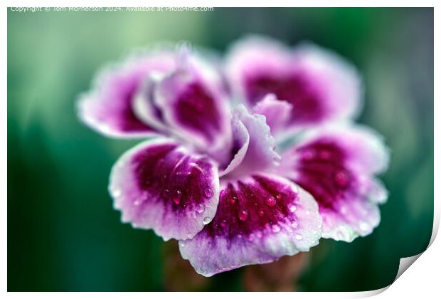 Pink Sweet William Flora Print by Tom McPherson