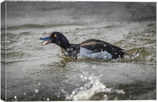 Tufted Duck Mating Chase Canvas Print by Kevin White