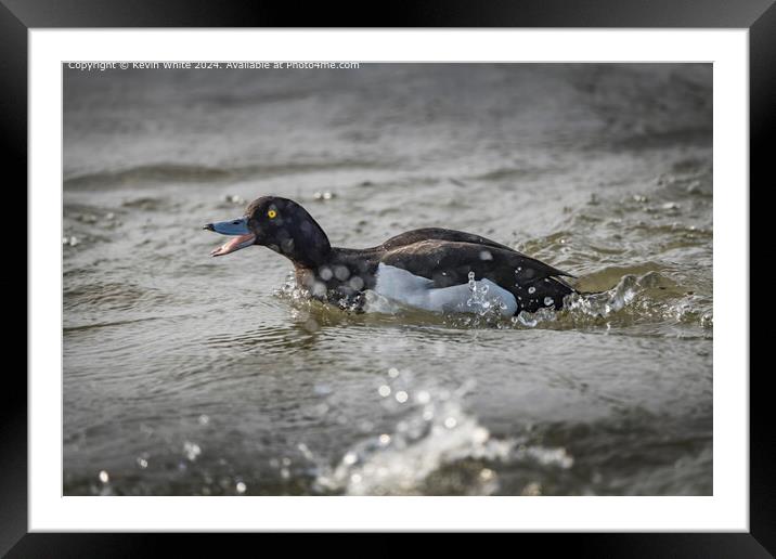 Tufted Duck Mating Chase Framed Mounted Print by Kevin White