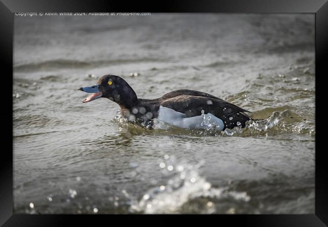 Tufted Duck Mating Chase Framed Print by Kevin White