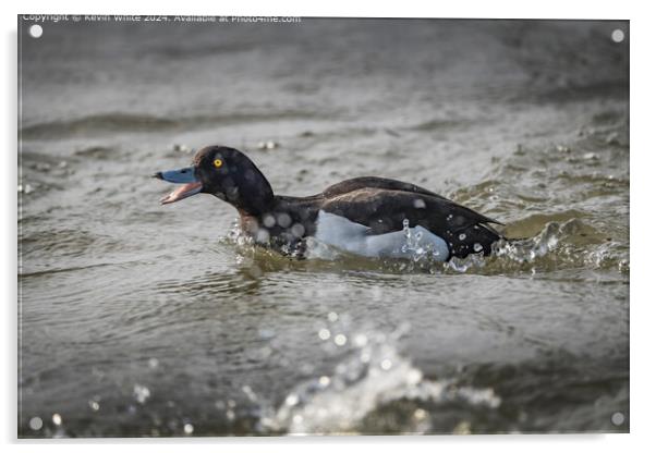 Tufted Duck Mating Chase Acrylic by Kevin White