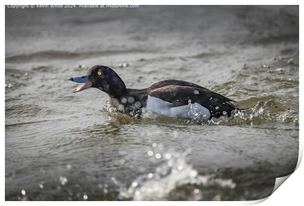 Tufted Duck Mating Chase Print by Kevin White