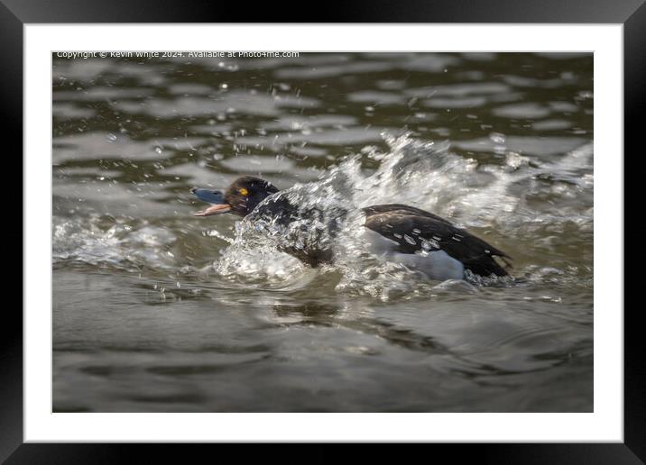 Tufted Duck Mating Splash Framed Mounted Print by Kevin White