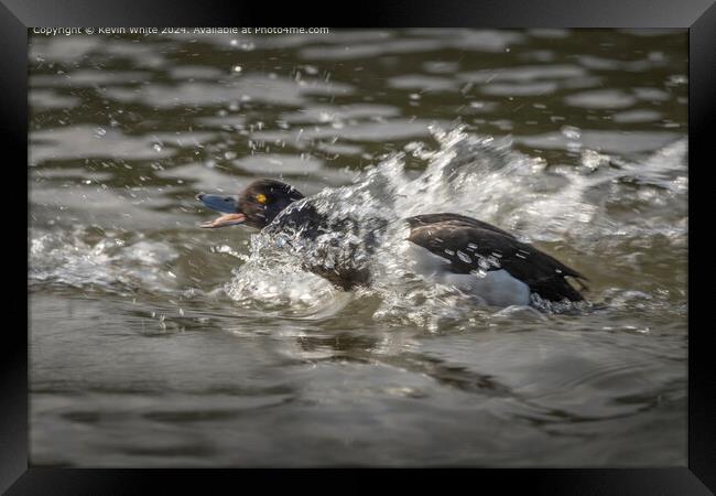 Tufted Duck Mating Splash Framed Print by Kevin White