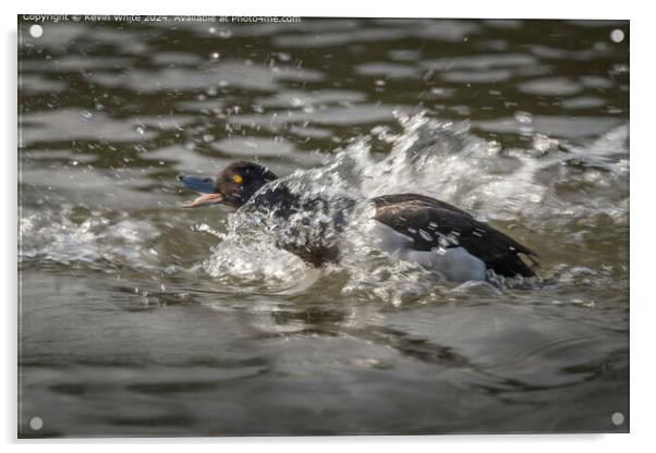 Tufted Duck Mating Splash Acrylic by Kevin White
