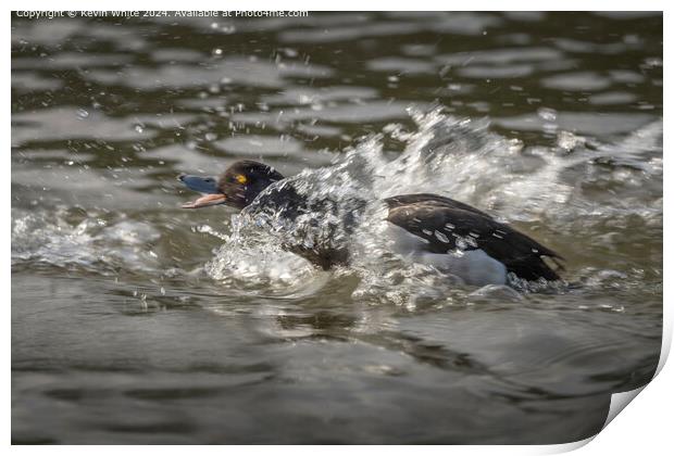 Tufted Duck Mating Splash Print by Kevin White