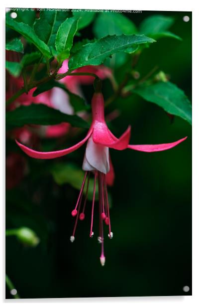 Fuchsia Teardrop Acrylic by Tom McPherson