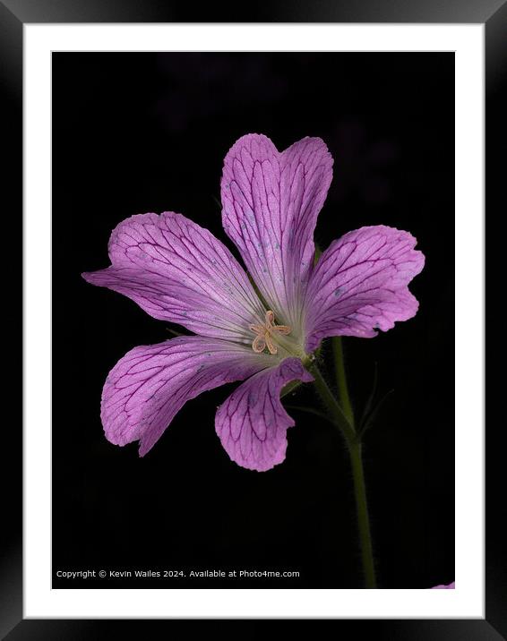 Geranium Framed Mounted Print by Kevin Wailes