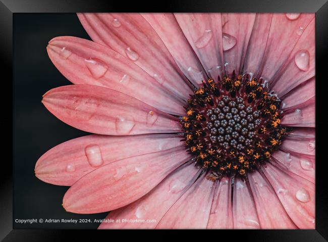 Raindrops on Daisy Framed Print by Adrian Rowley