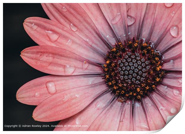 Raindrops on Daisy Print by Adrian Rowley